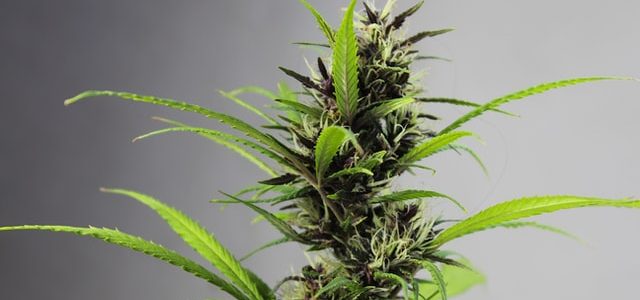 Czym są nasiona marihuany feminizowane?